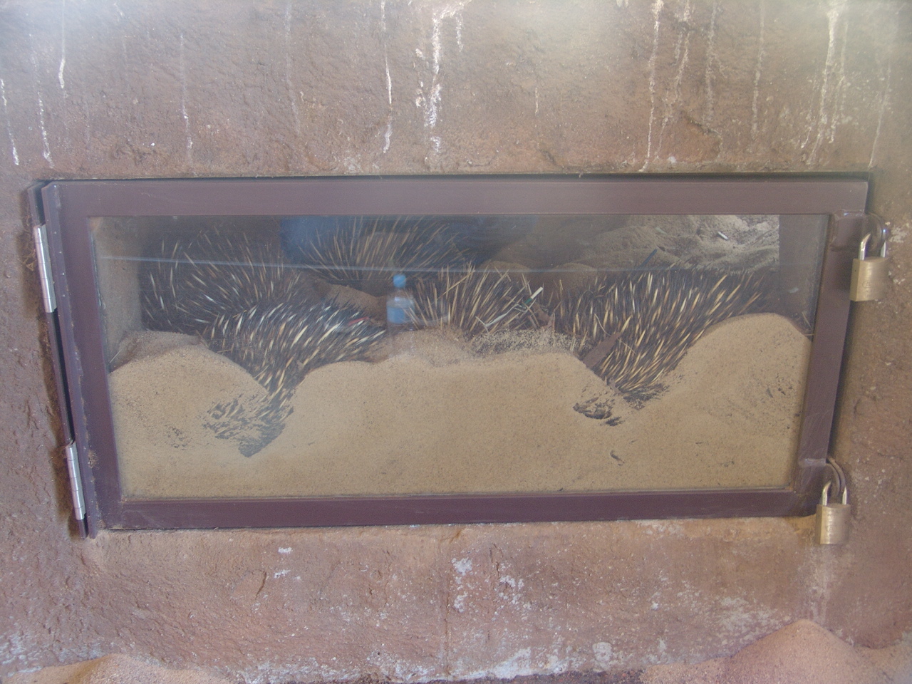 Sleeping den of the Short-beaked Echidnas (Tachyglossus aculeatus)