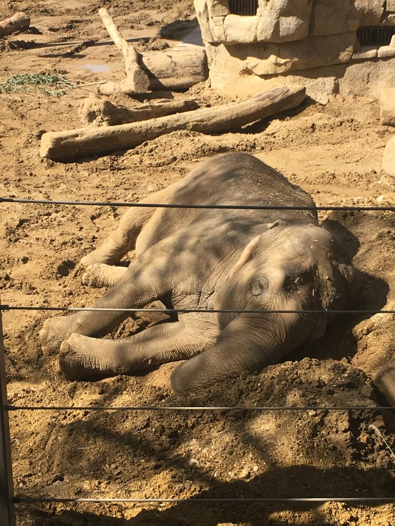 Sleeping Elephant