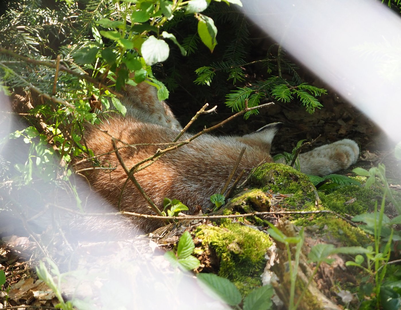 Sleeping Eurasian lynx (Lynx lynx lynx), 2021-05-29