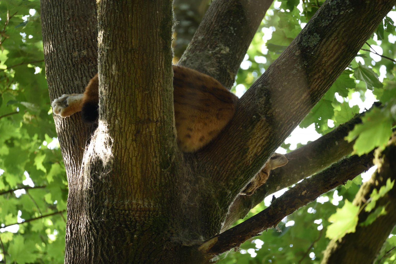 Sleeping  eurasian lynx