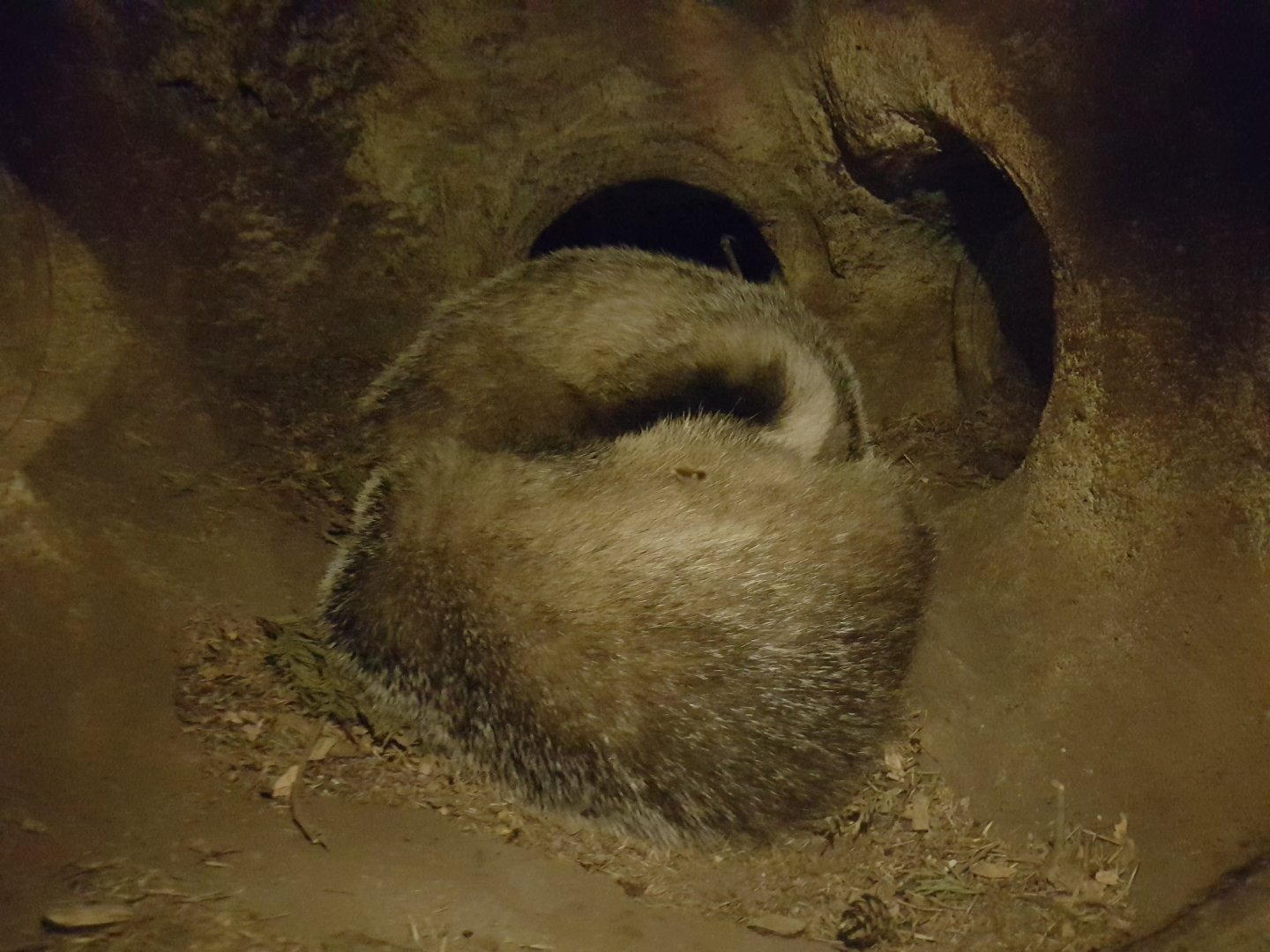 Sleeping European badgars