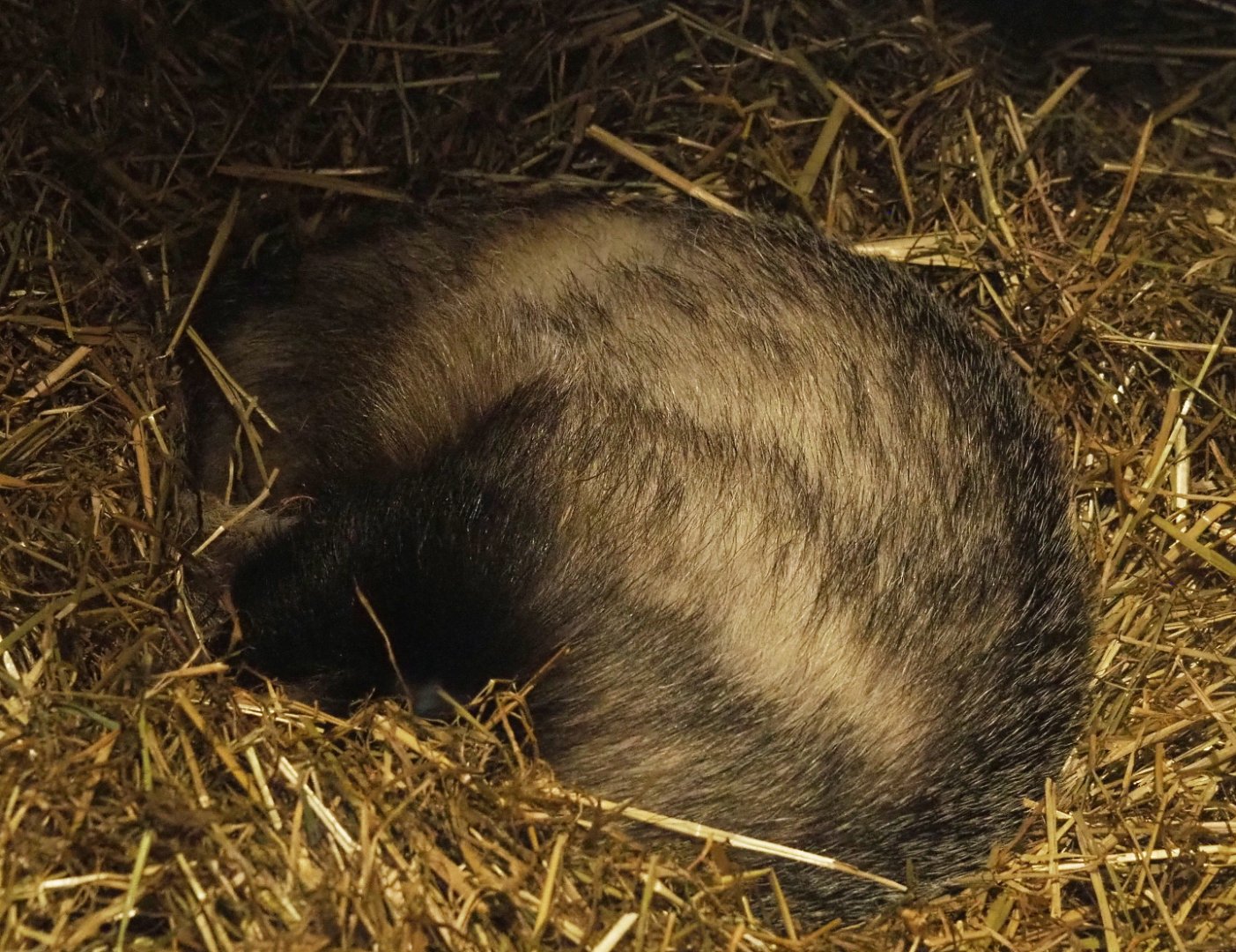 Sleeping European badger (Meles meles) 2021-06-01
