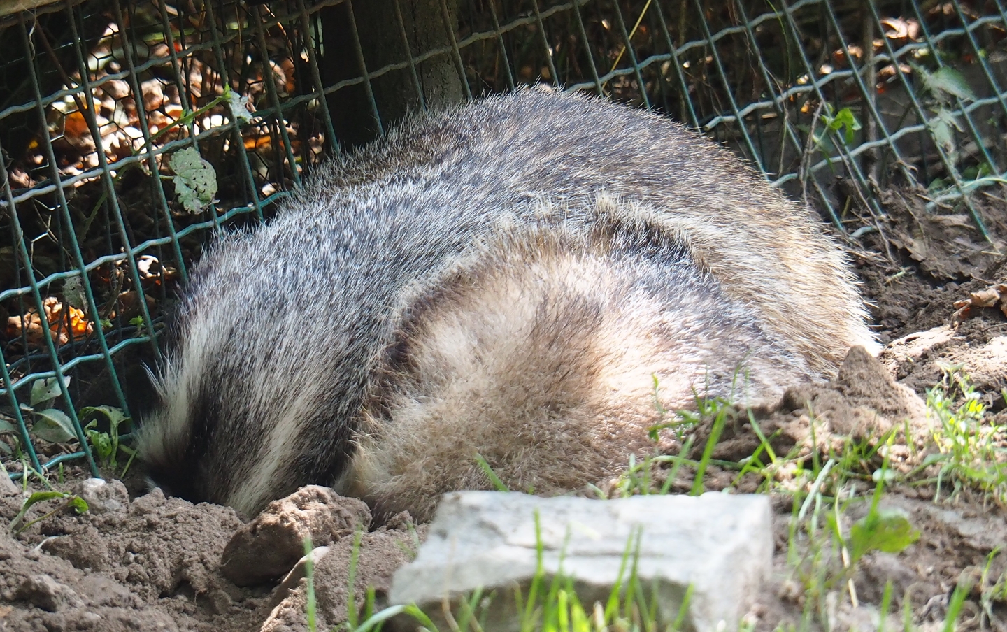 Sleeping European badgers (Meles meles)