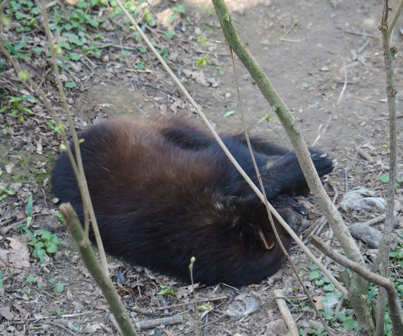 Sleeping European wolverine (Gulo gulo gulo), 2019-03-30