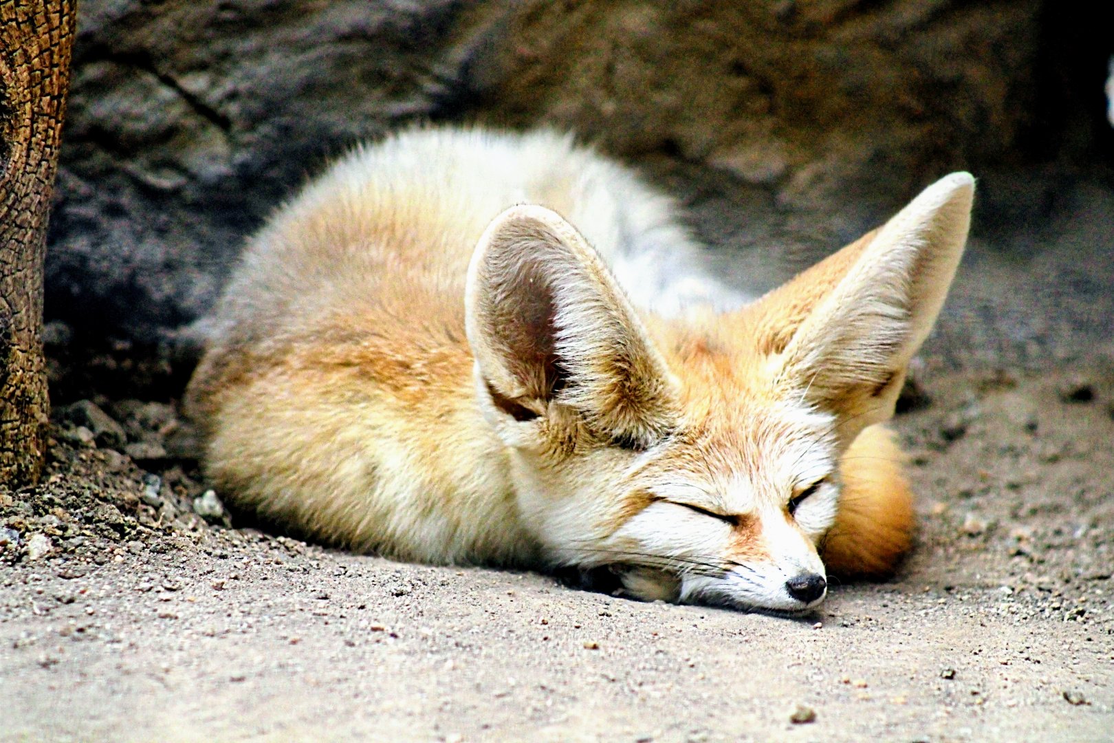 Sleeping Fennec Fox (05/26/2022)