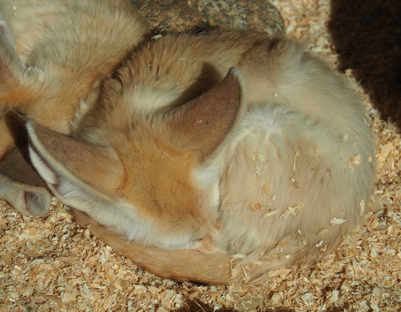 Sleeping Fennec fox (Vulpes zerda), 2020-09-12