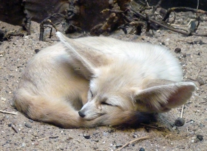 Sleeping fennec fox (Vulpes zerda)