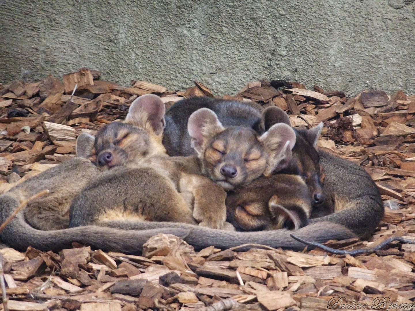 Sleeping fossa pups 5 October
