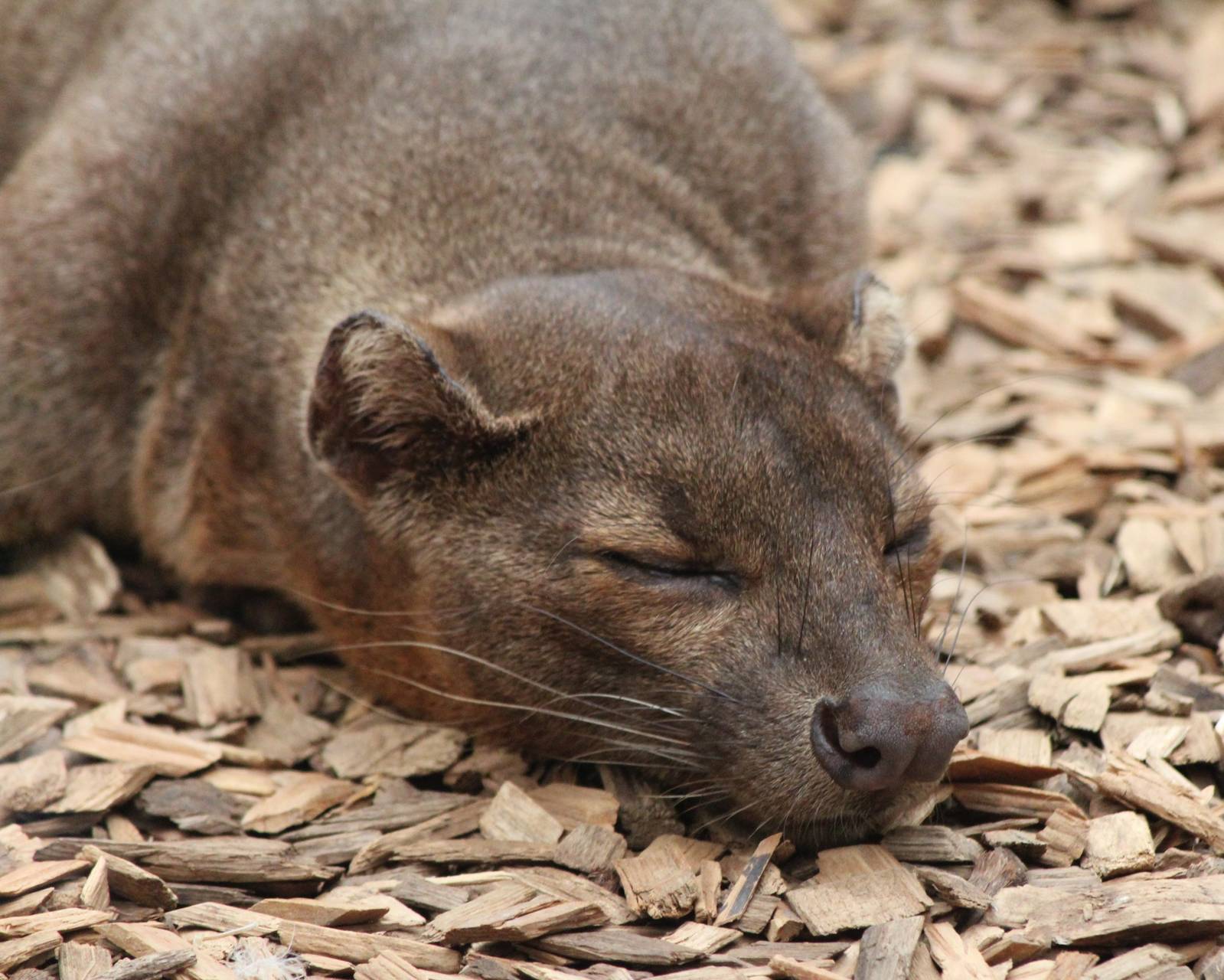 Sleeping Fossa