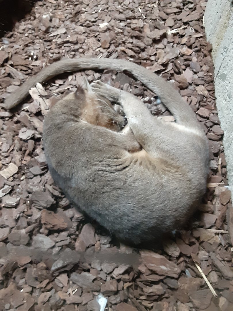 Sleeping Fossa