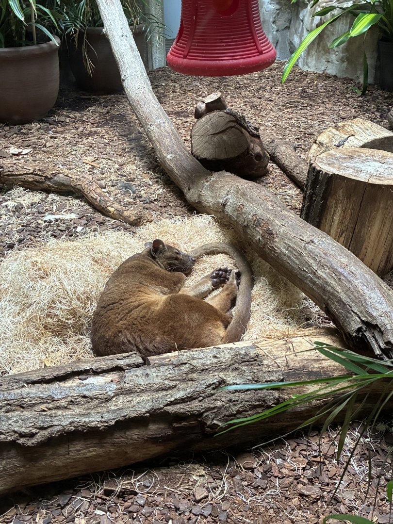 Sleeping Fossa
