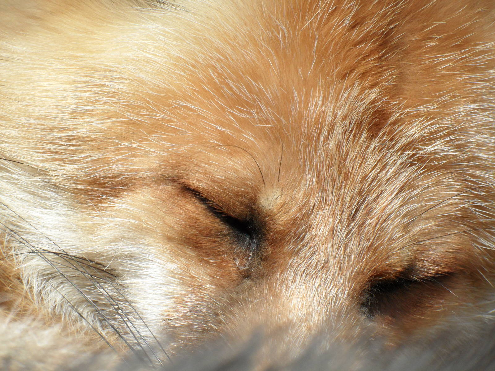 Sleeping fox