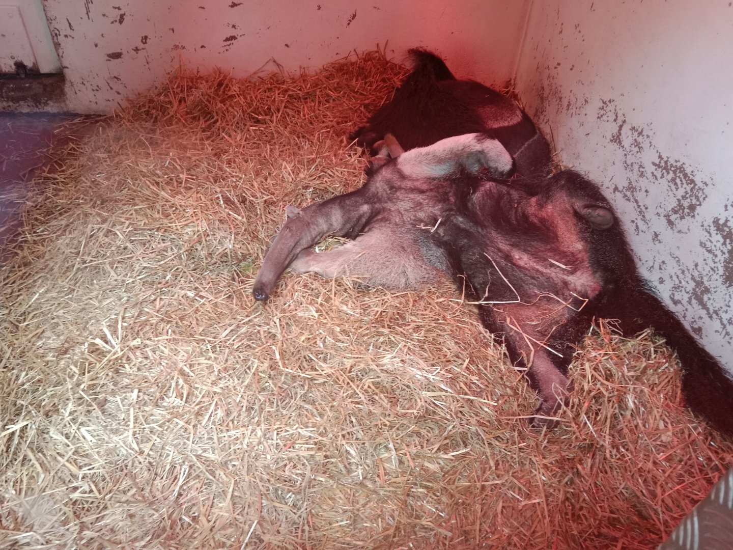 Sleeping giant ant eaters