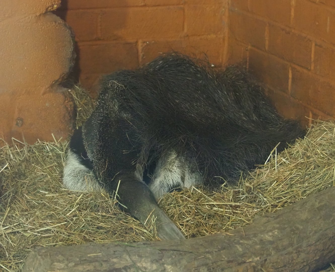 Sleeping giant anteater (Myrmecophaga tridactyla), 2019-06-26