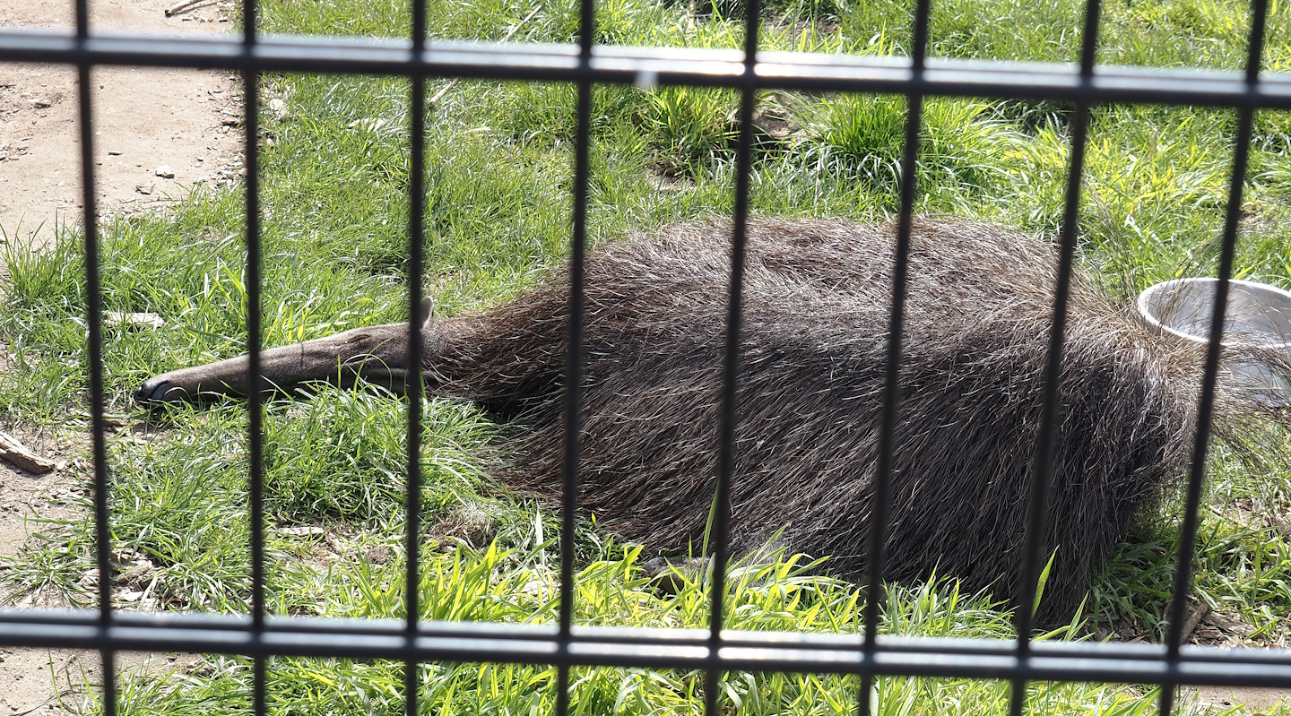 Sleeping Giant anteater (Myrmecophaga tridactyla), 2024-04-14