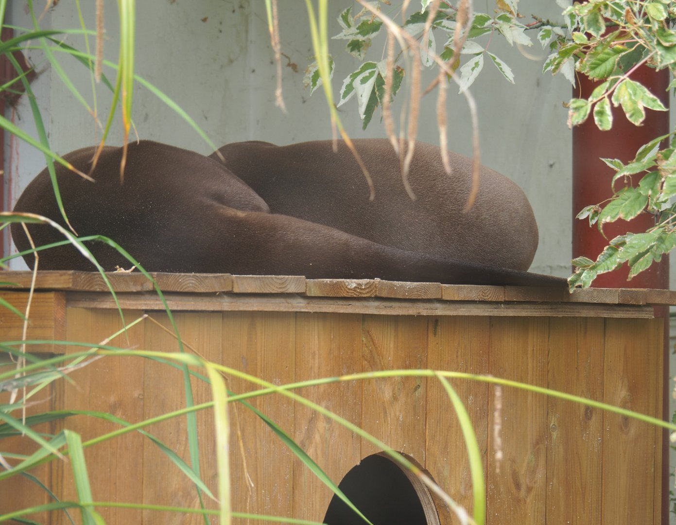 Sleeping Giant otters (Pteronura brasiliensis), 2019-10-05