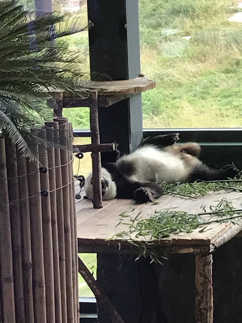 Sleeping Giant panda