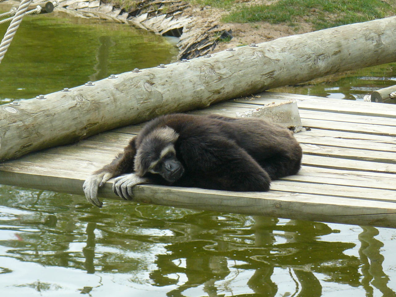 Sleeping Gibbon