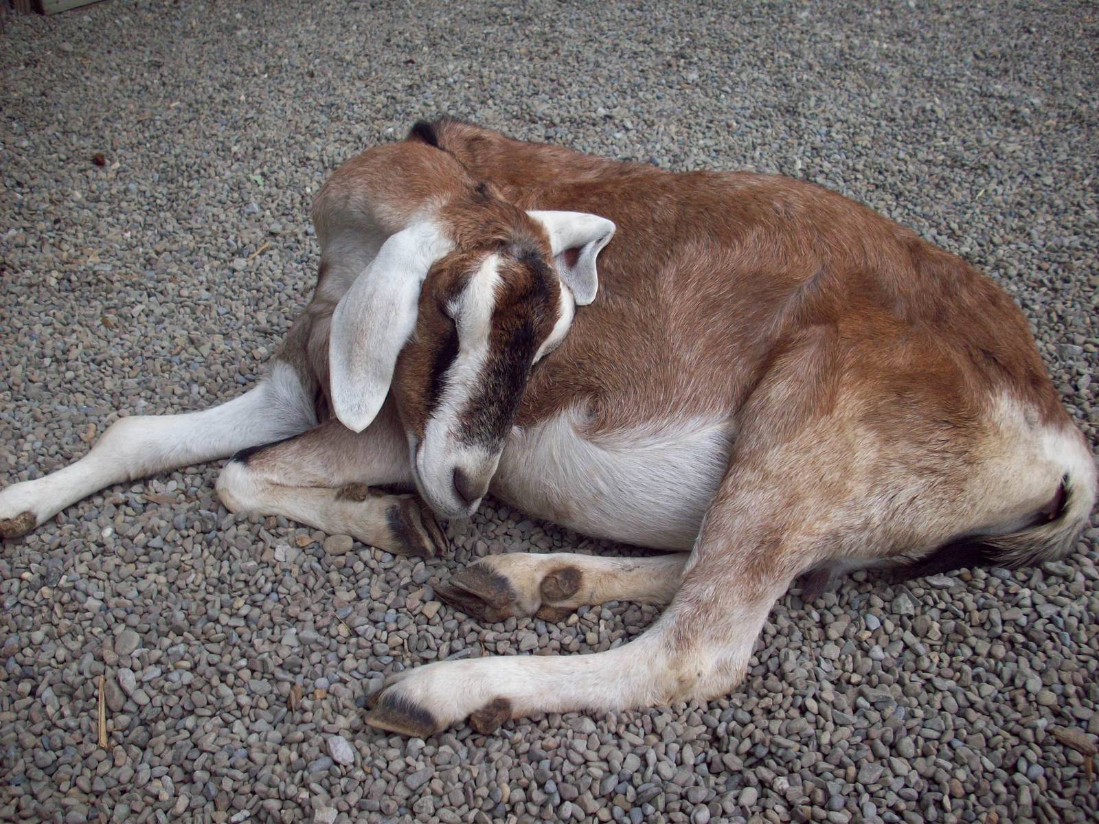 Sleeping Goat
