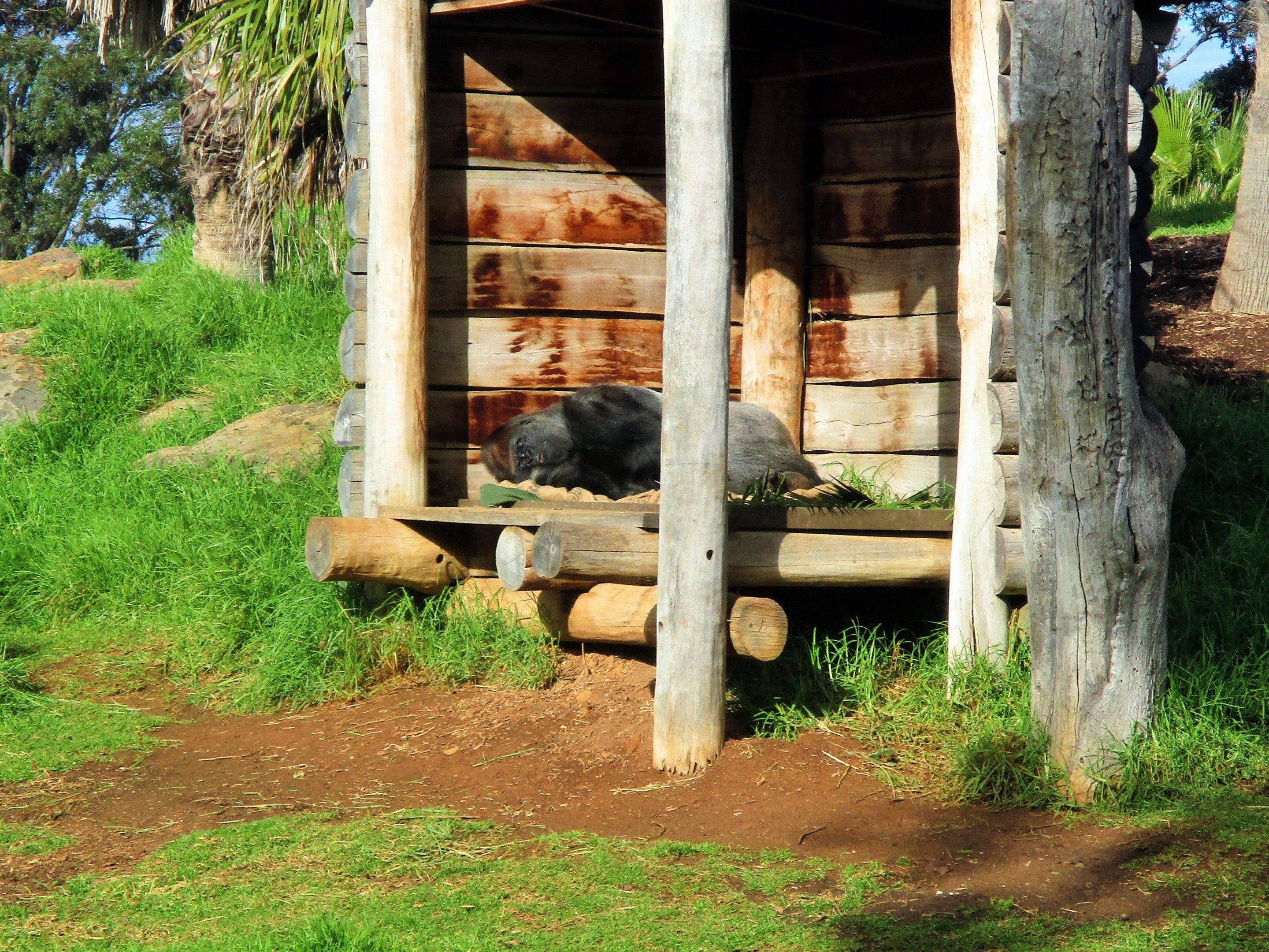 Sleeping Gorilla (Gorilla gorilla gorilla)