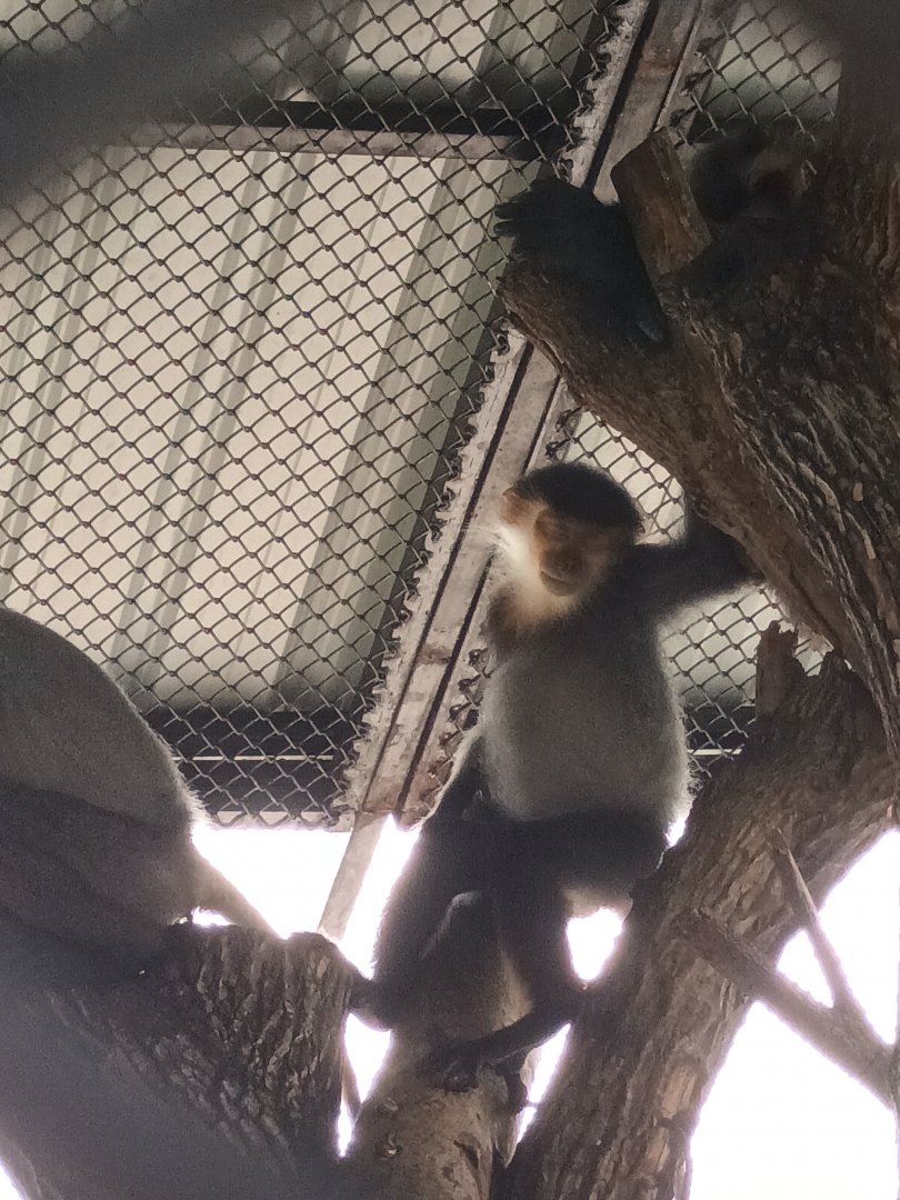 Sleeping Gray-shanked douc : Sriayuthaya Lion Park