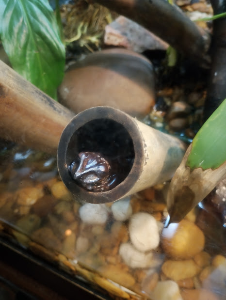 Sleeping Greening's frog