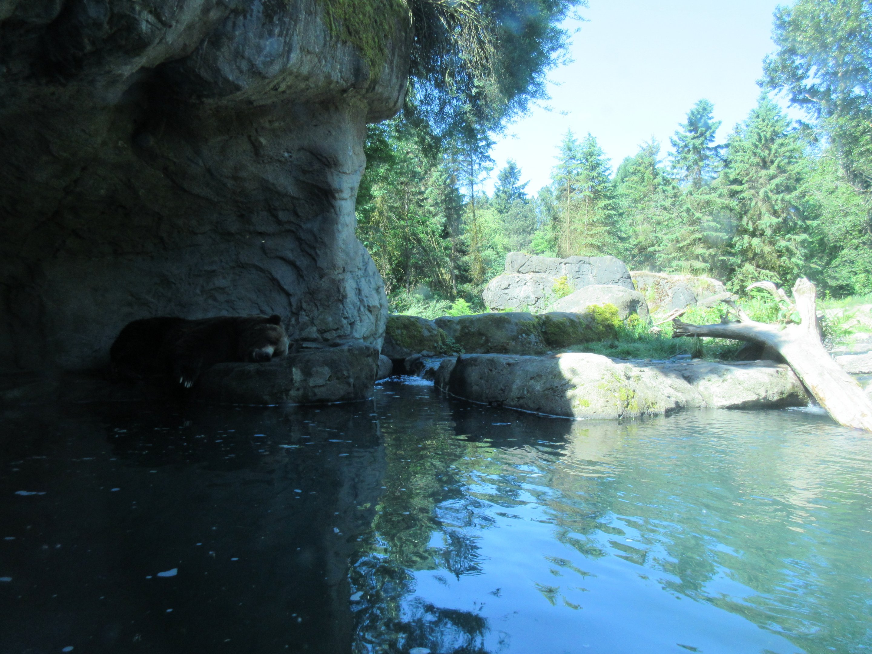 Sleeping Grizzly Bear
