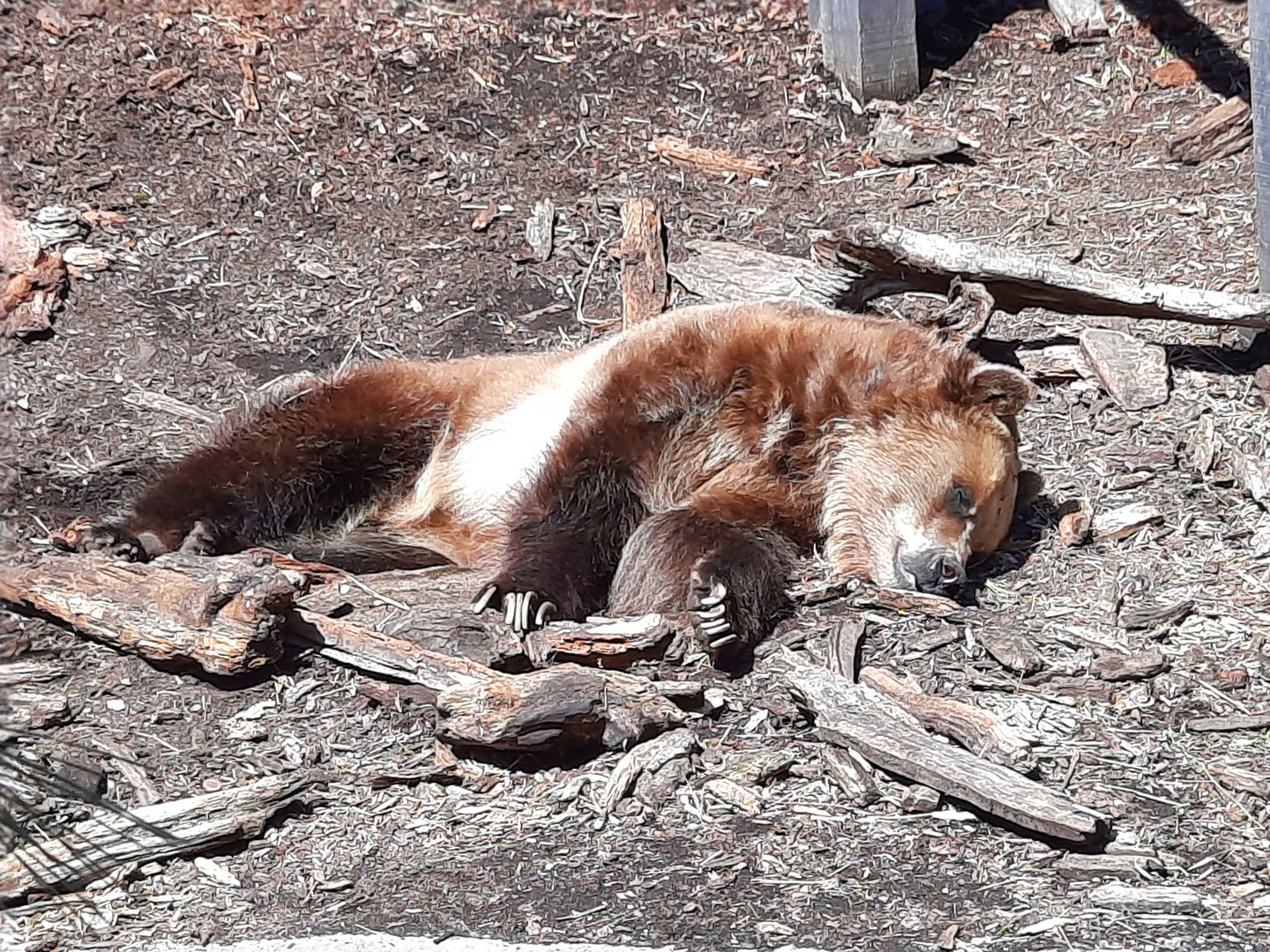 Sleeping Grizzly
