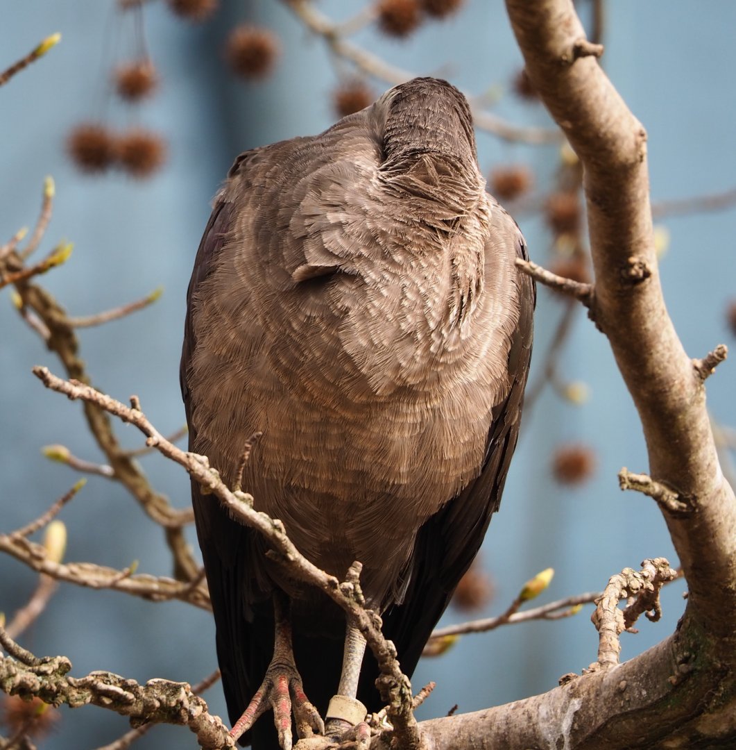 Sleeping Hadada ibis (Bostrychia hagedash), 2022-03-16