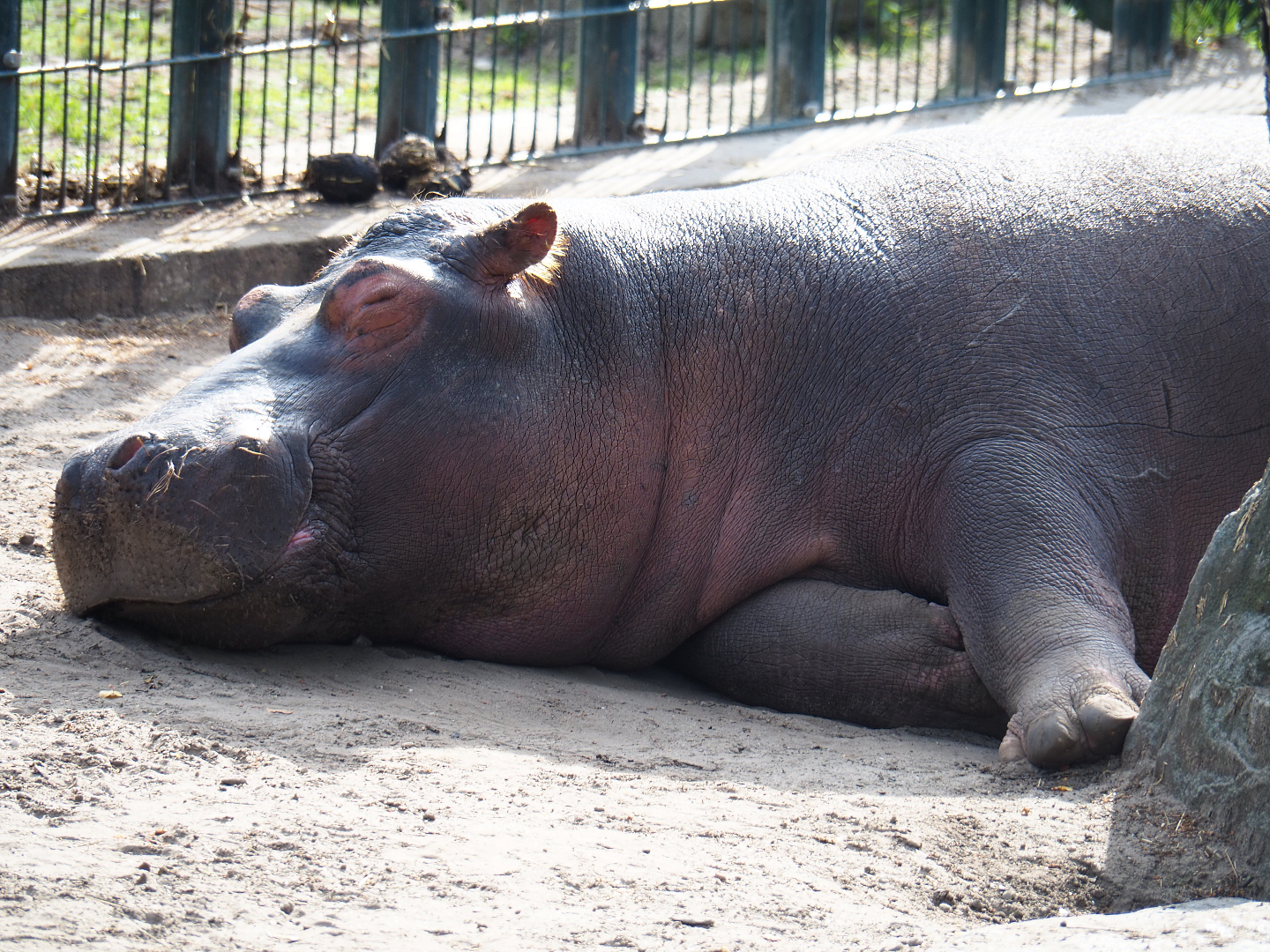 Sleeping Hippopotamus (Hippopotamus amphibius), 2019-09-15