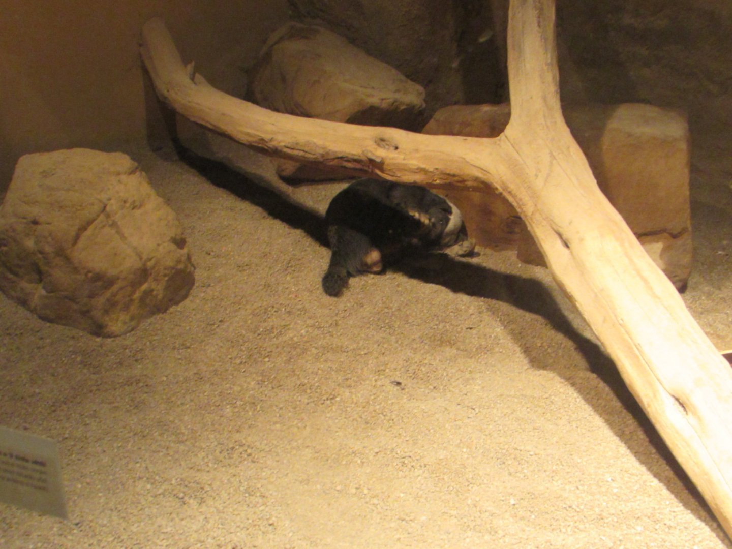 Sleeping Honey Badger + July/2017