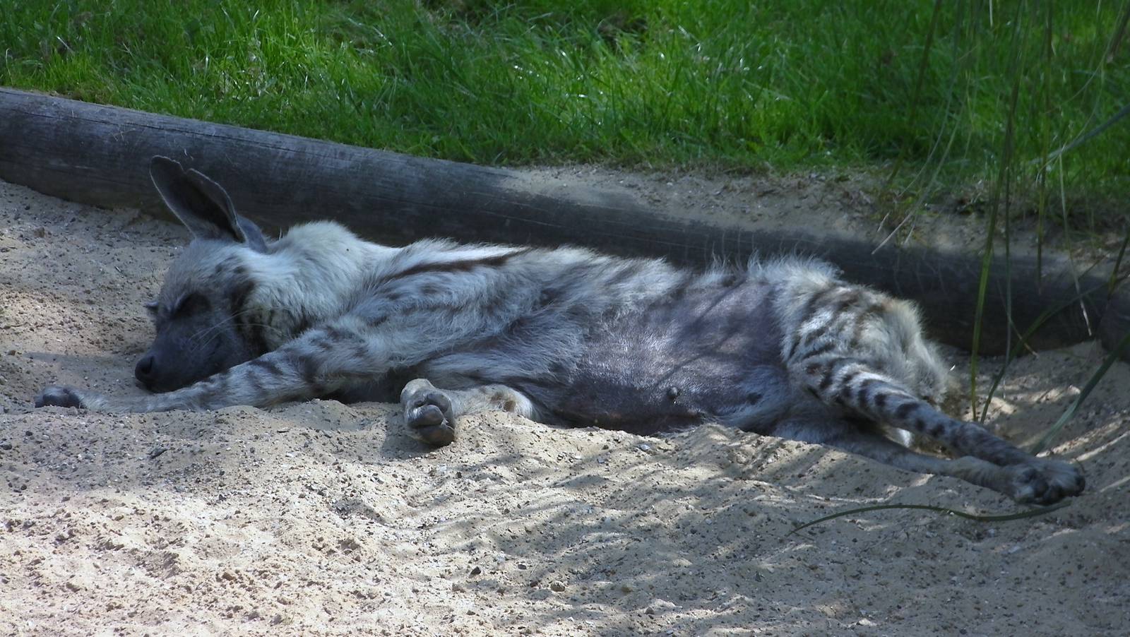 Sleeping Hyena - 03.08.2011