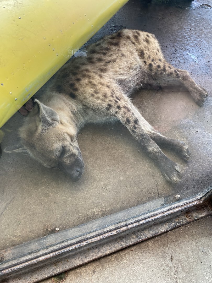 Sleeping Hyena - 6/22/2023