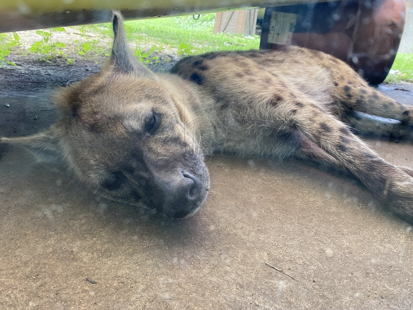 Sleeping Hyena Face View - 6/22/2023