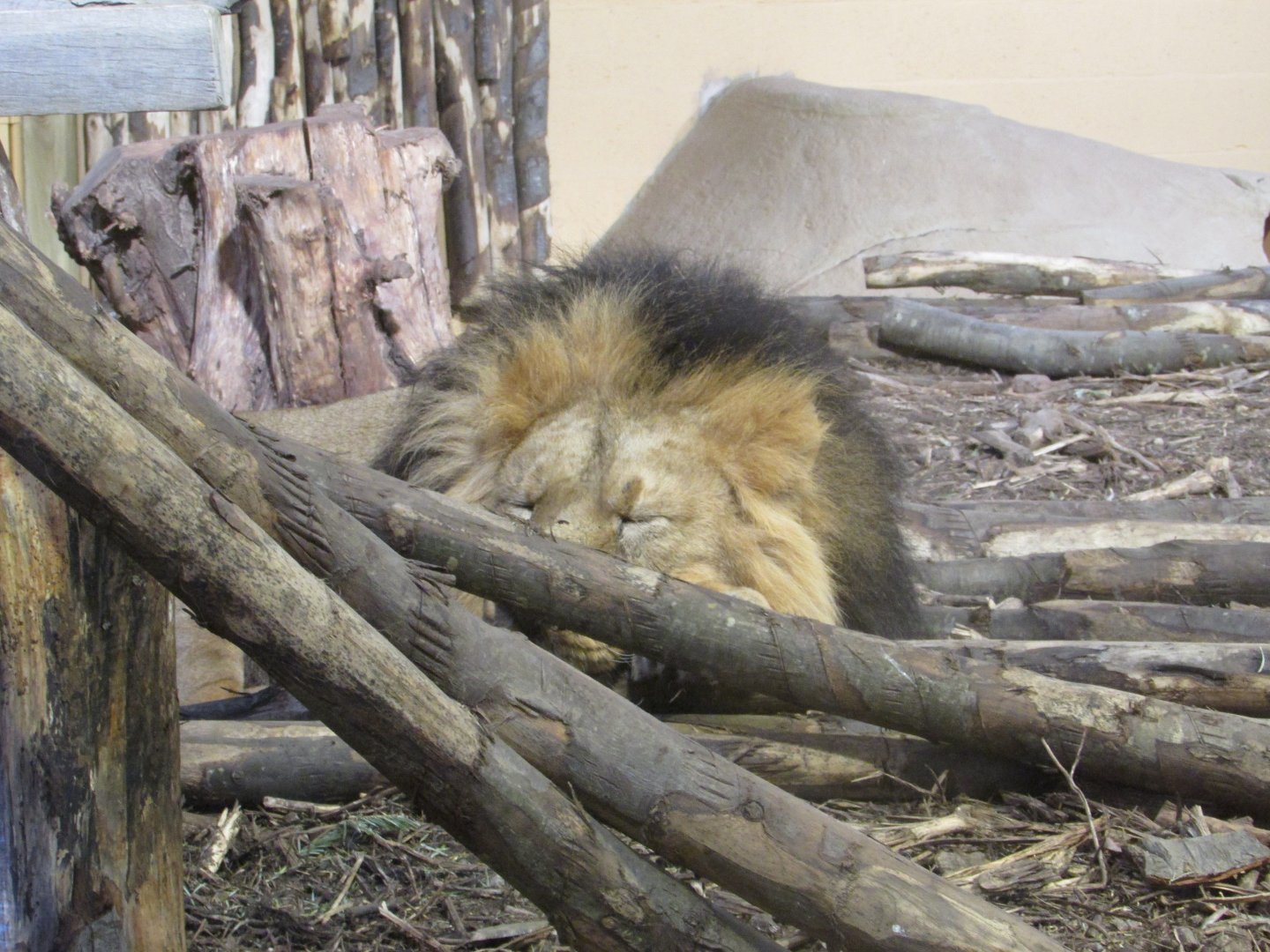 Sleeping Iblis - Chester Zoo