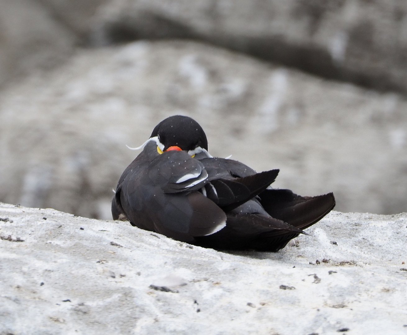 Sleeping Inca tern (Larosterna inca), 2020-08-15
