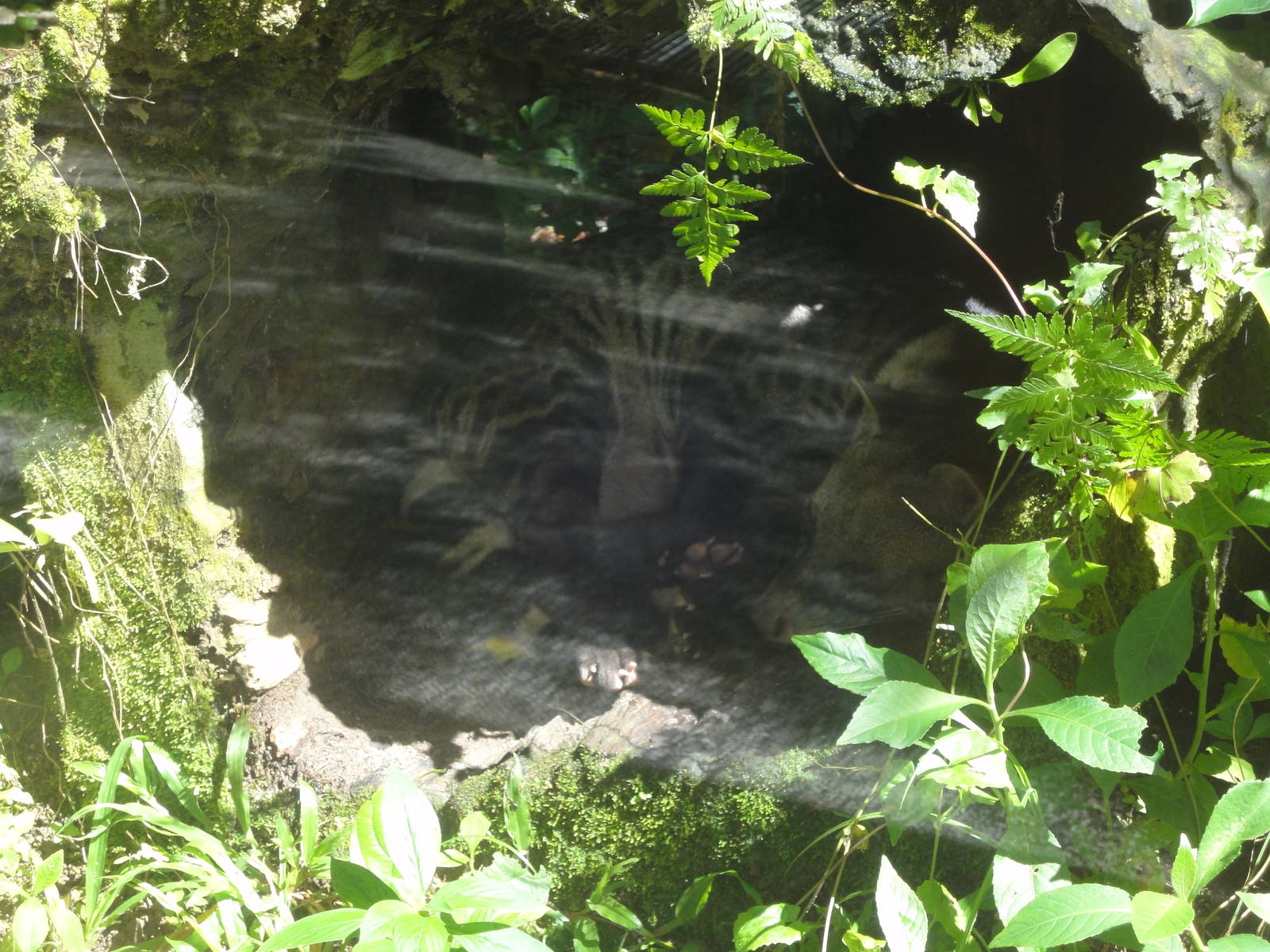 Sleeping Indian Civet