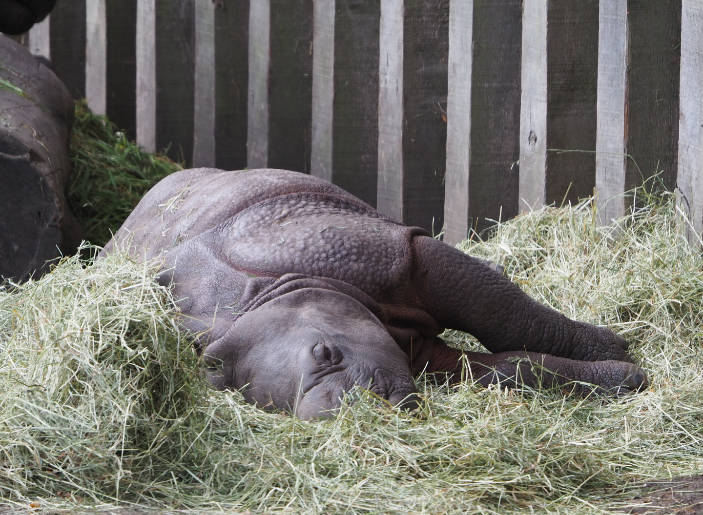 Sleeping Indian rhinoceros calf Vaiana (Rhinoceros unicornis), 2020-08-15