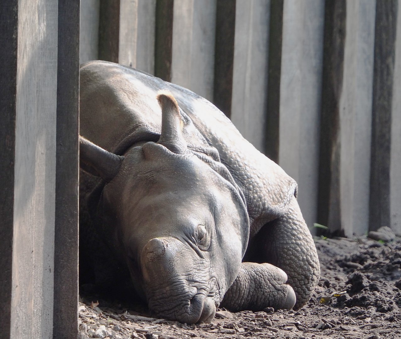 Sleeping Indian rhinoceros (Rhinoceros unicornis) Vaiana, 2021-07-20