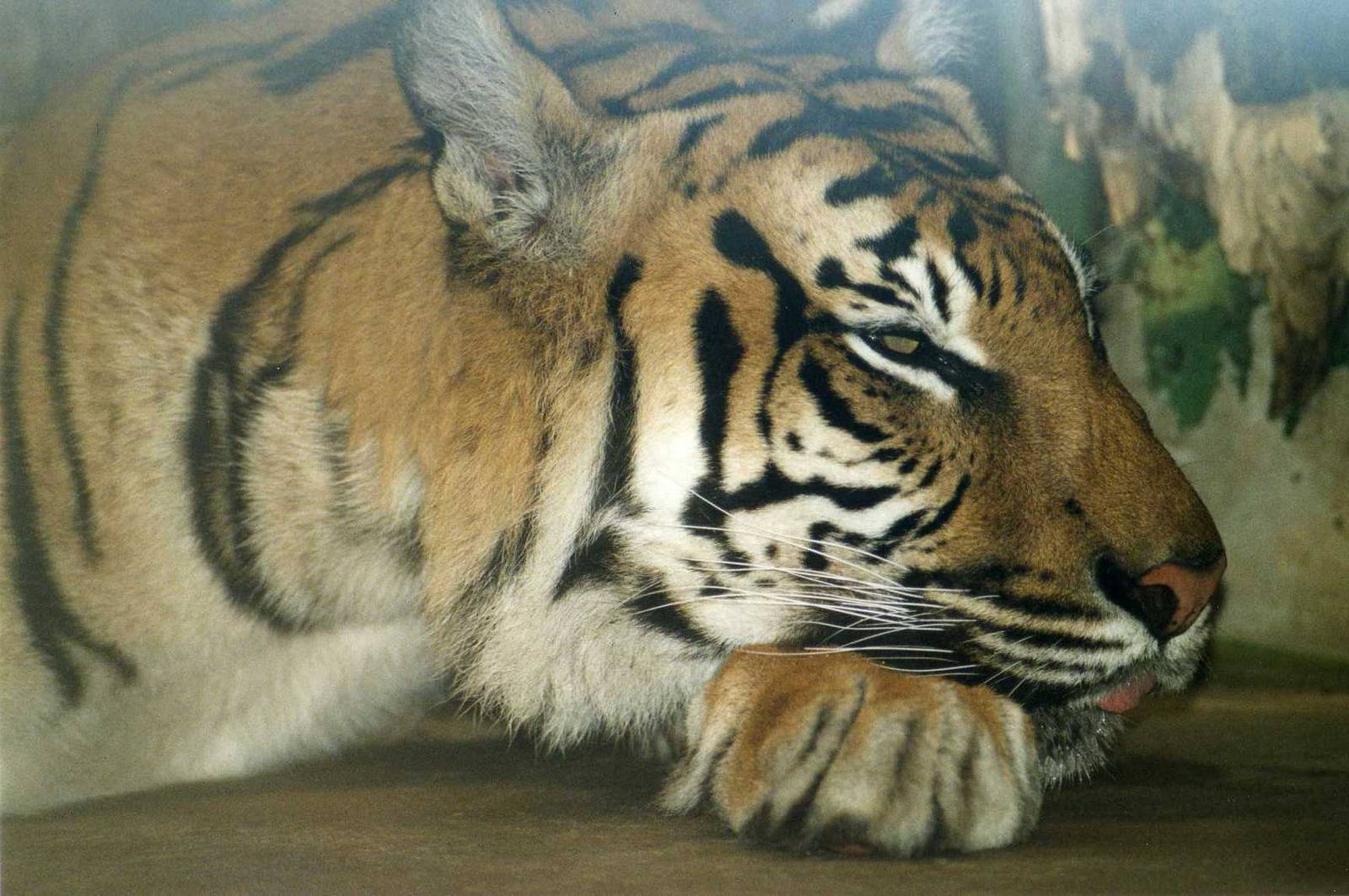 Sleeping Indochinese Tiger