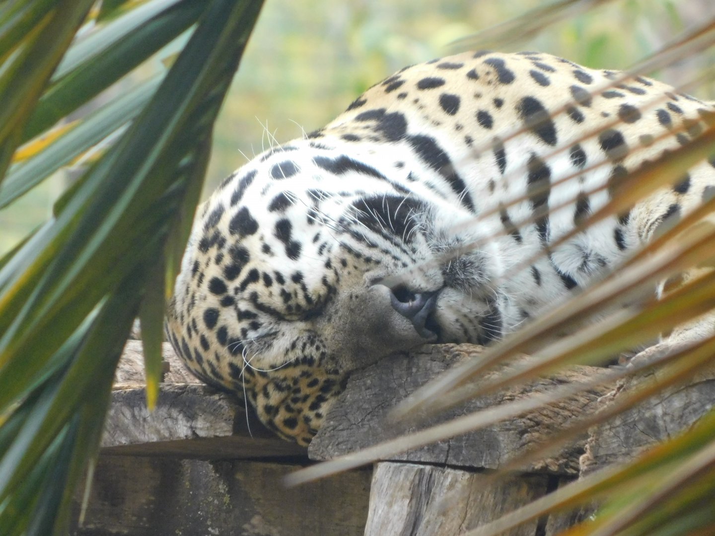 Sleeping jaguar - Brasilia zoo