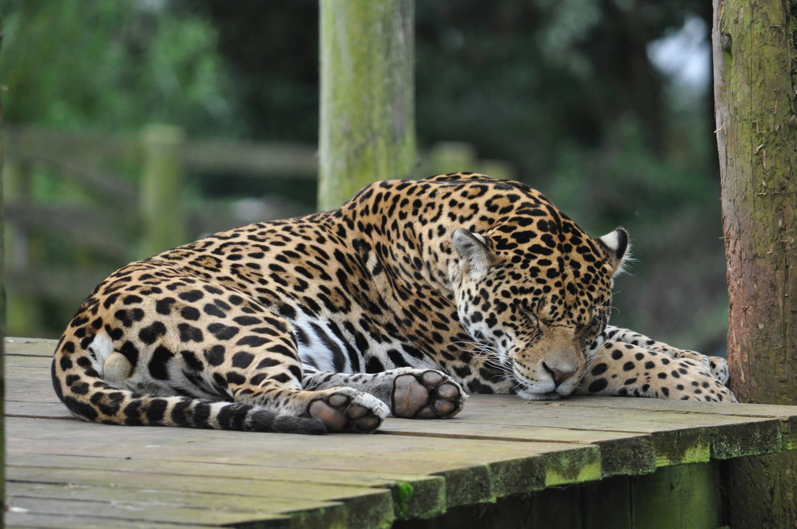 Sleeping Jaguar uploaded by Request of JordanJaguar97
