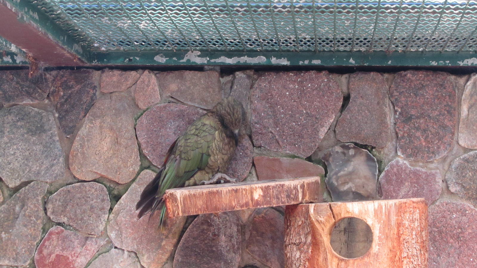 Sleeping Kea