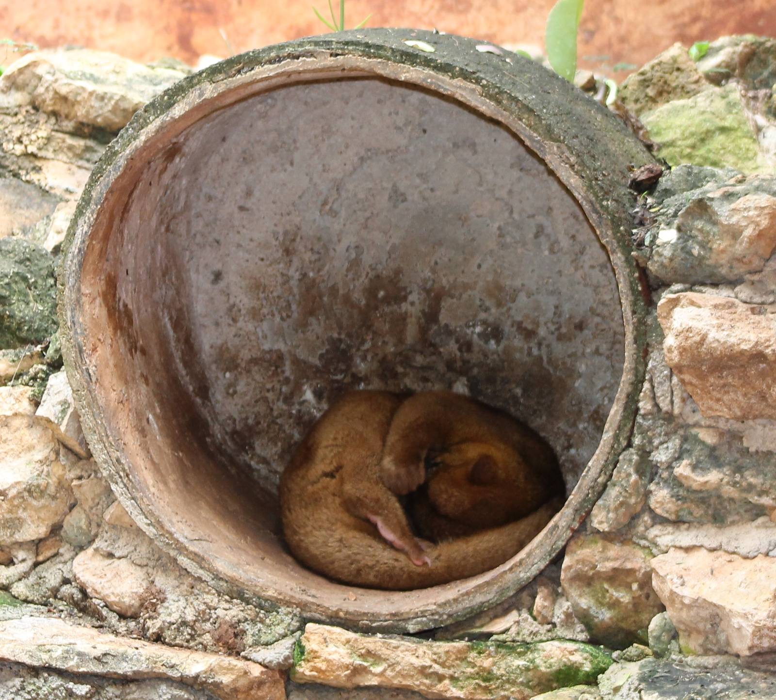 Sleeping Kinkajou