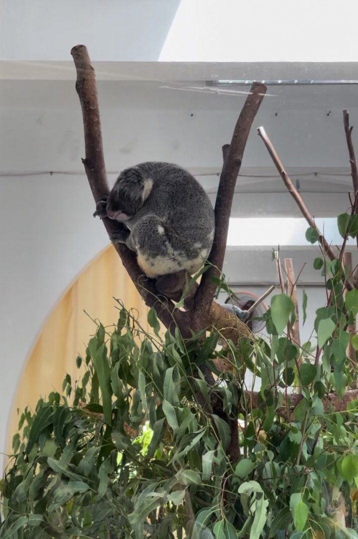 Sleeping Koala at Koala House