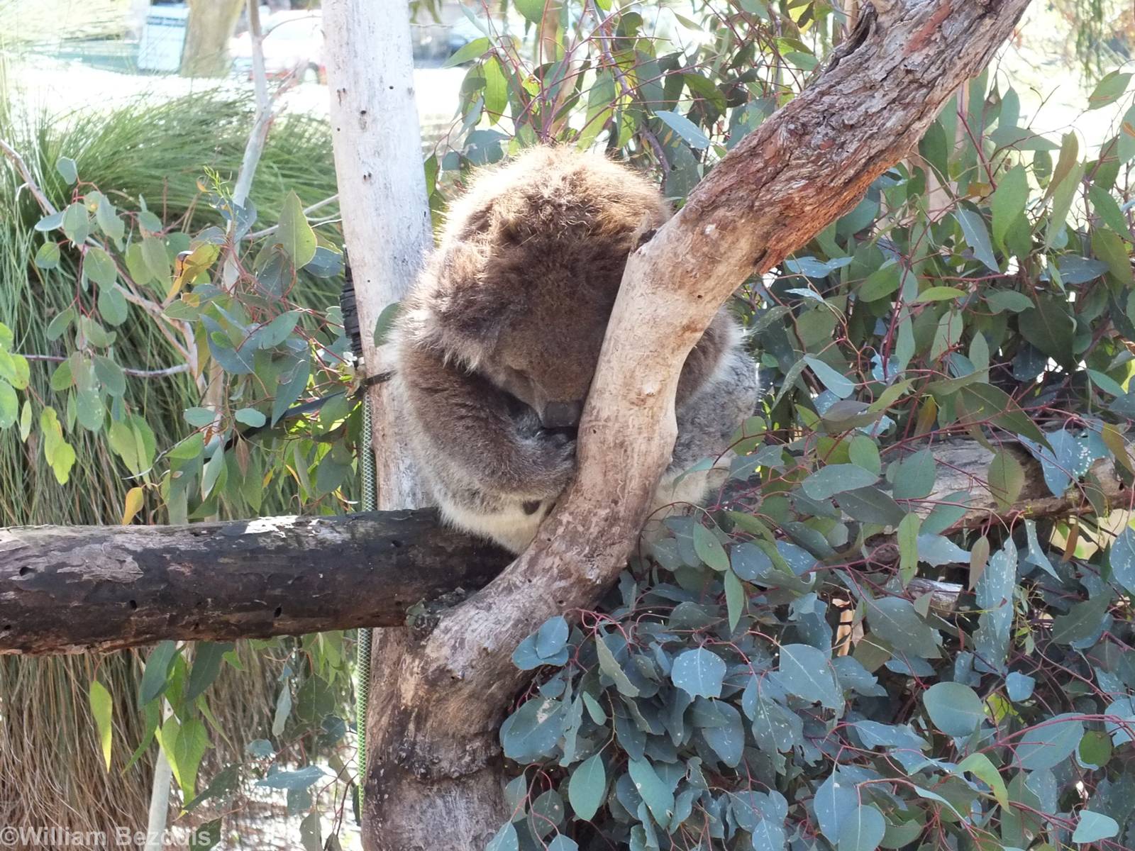 Sleeping Koala - Yanchep National Park Koala Enclosure