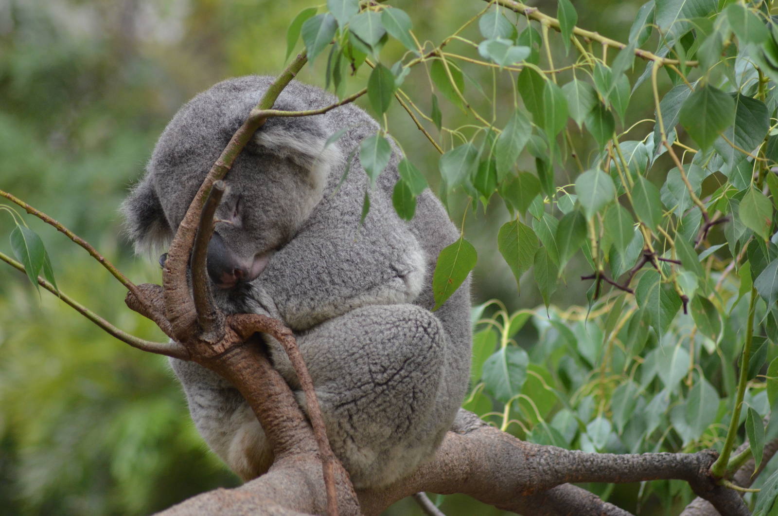 Sleeping Koala