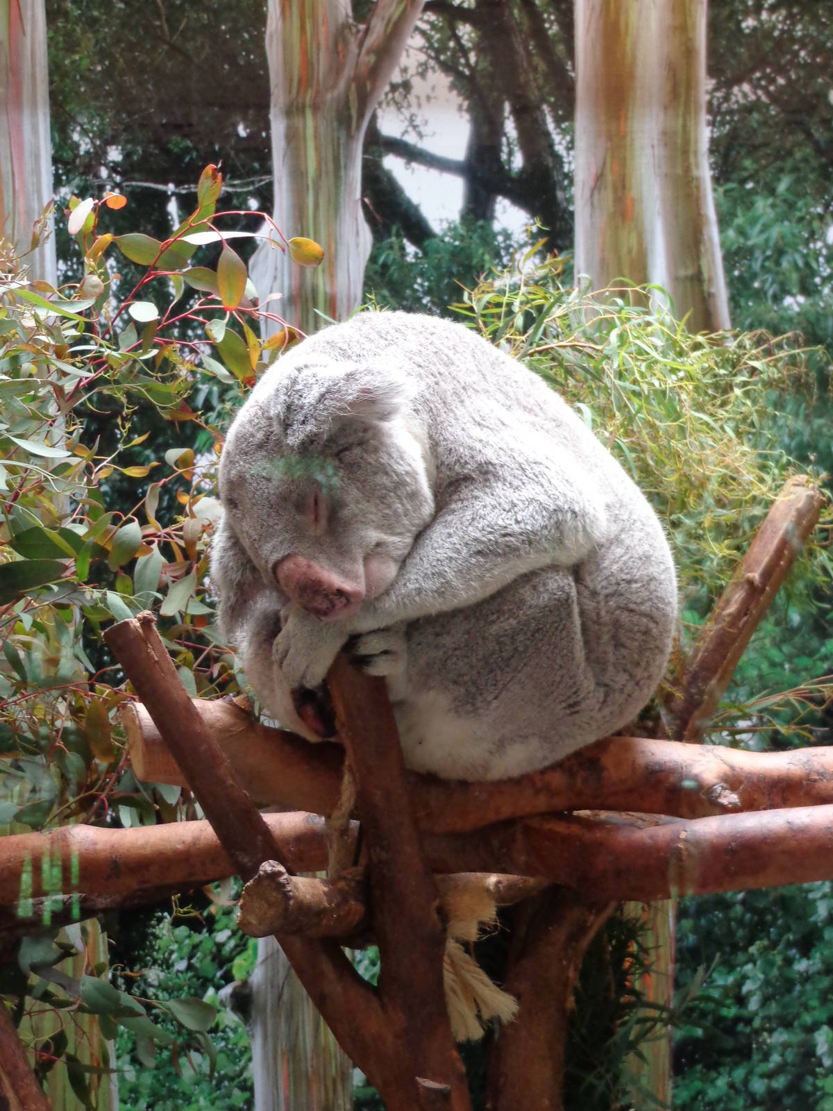 Sleeping Koala