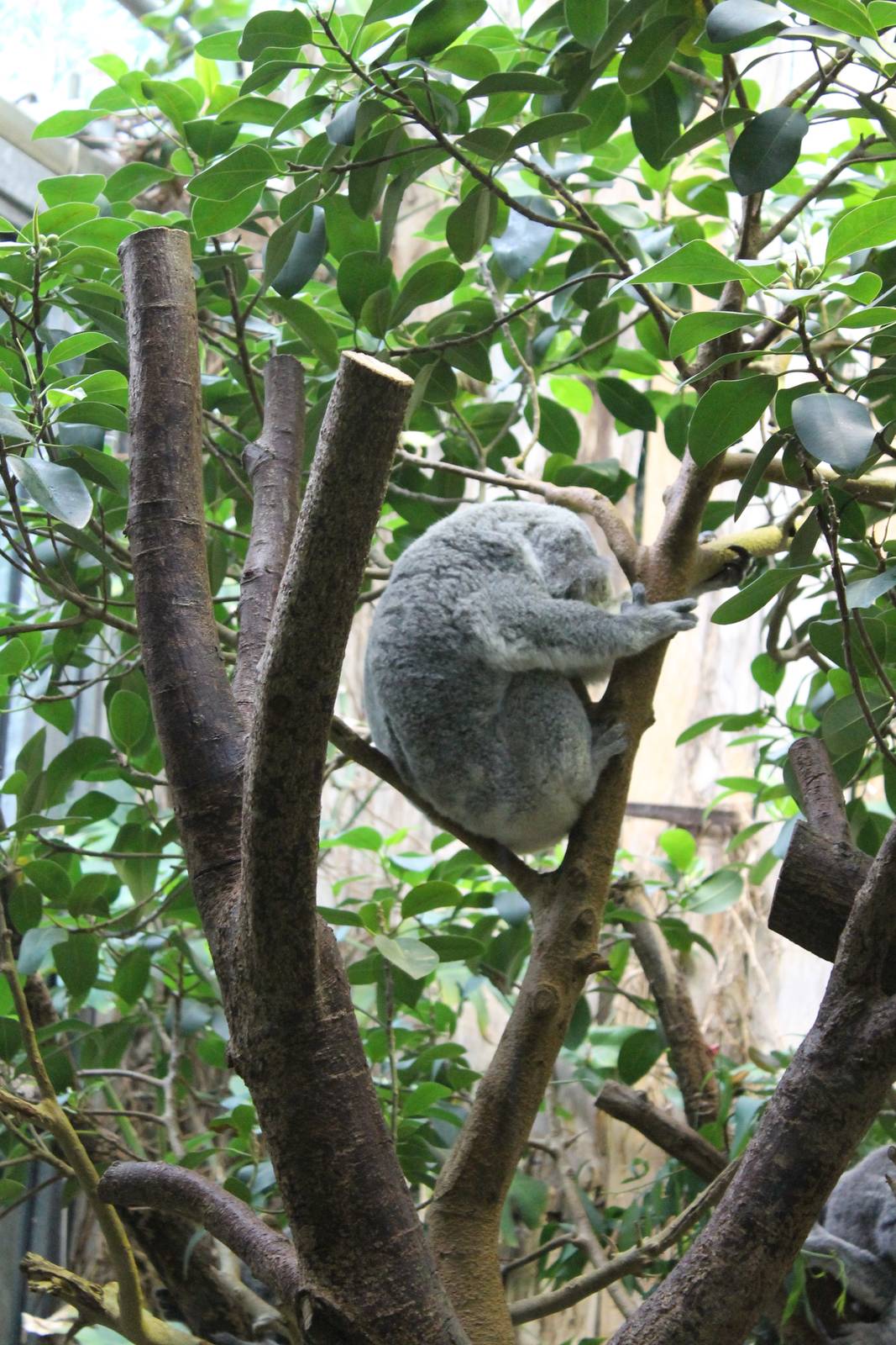 Sleeping Koala
