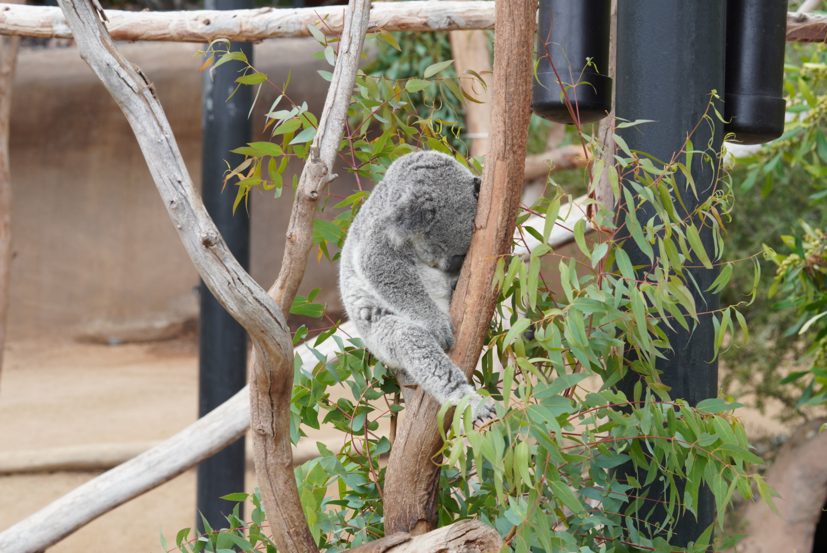 Sleeping Koala